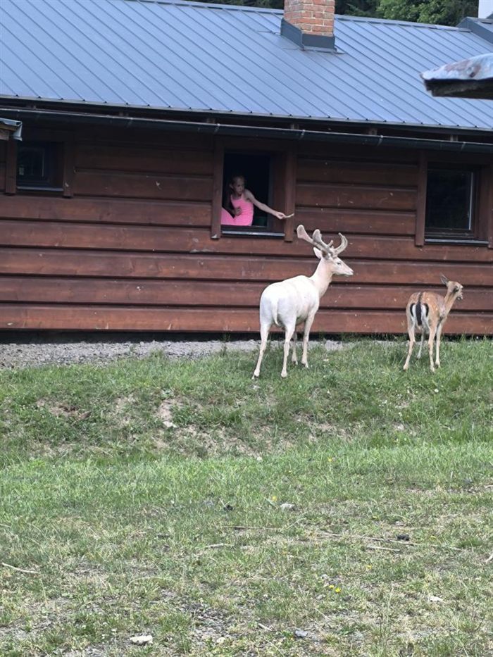 Krmení jelenů z okna chaty
